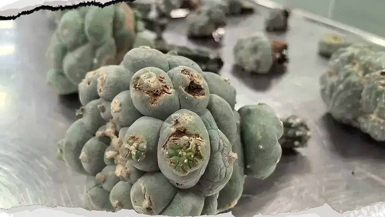 麦司卡林